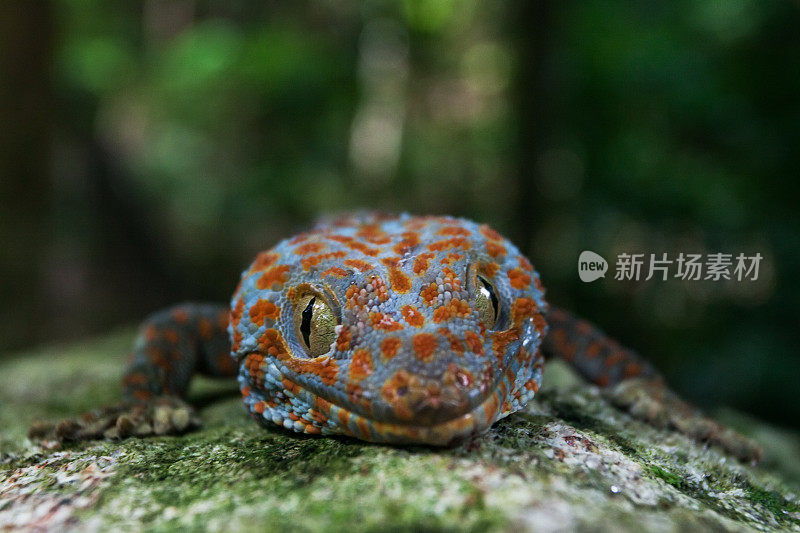 壁虎(Gekko gecko)